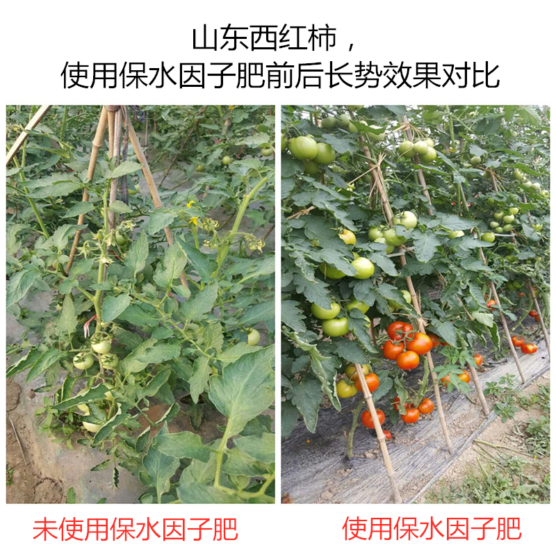 山東西紅柿，使用保水因子肥前后長(zhǎng)勢(shì)效果對(duì)比