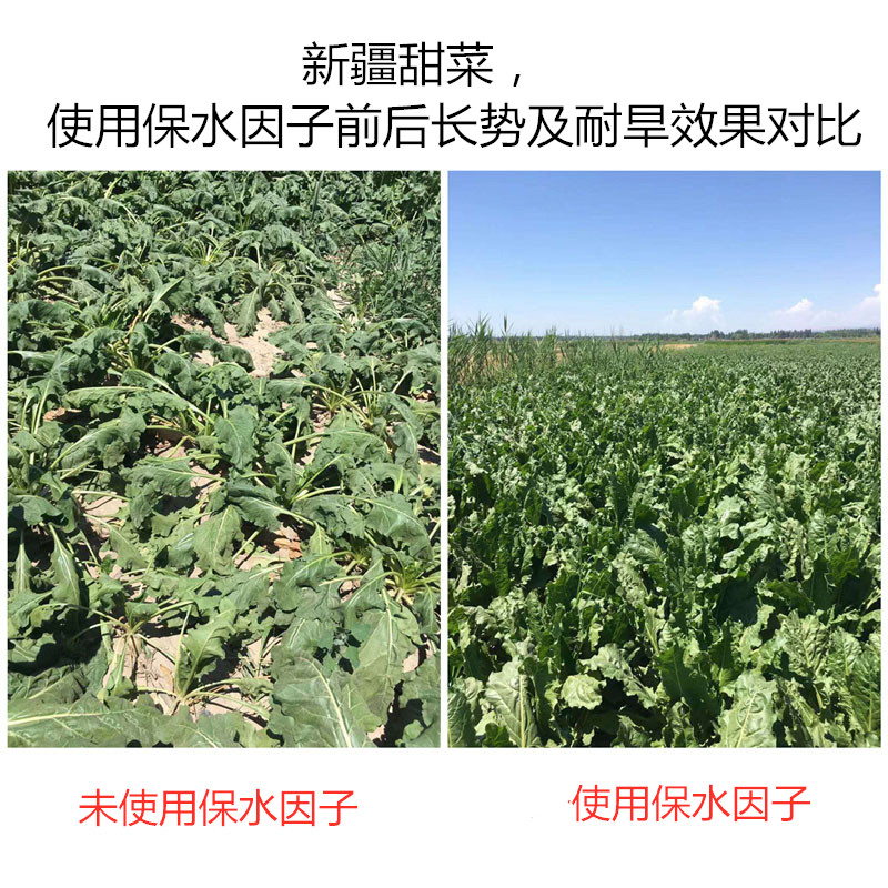 新疆甜菜，使用保水因子前后長(zhǎng)勢(shì)及耐旱效果對(duì)比