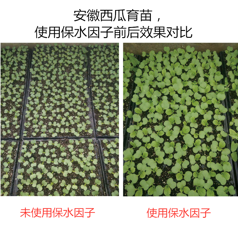 安徽西瓜育苗，使用保水因子前后效果對(duì)比