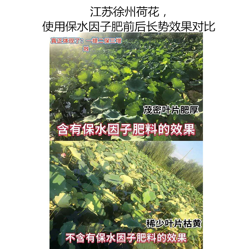 江蘇徐州荷花，使用保水因子肥前后長(zhǎng)勢(shì)效果對(duì)比
