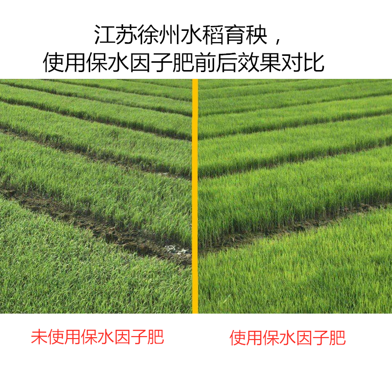 江蘇徐州水稻育秧，使用保水因子肥前后效果對(duì)比